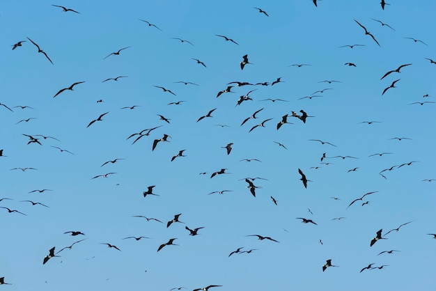 Fregata magnificens group colônia de Magnificent Frigatebirds