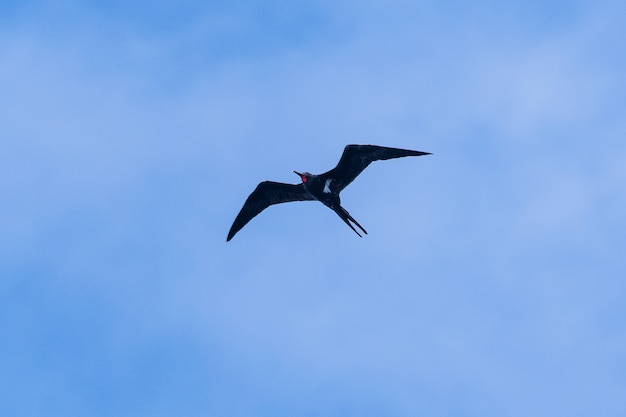 Fregattenvogel oder Fregata andrewsi.