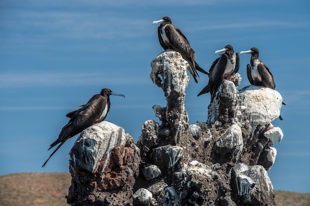 Fregattvogel auf dem Himmelshintergrund in Baja California Sur Mexiko