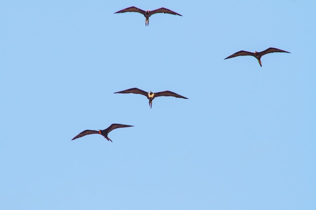 Fregattvogel im blauen Himmel von Ipanema-Strand in Rio de Janeiro Brasilien