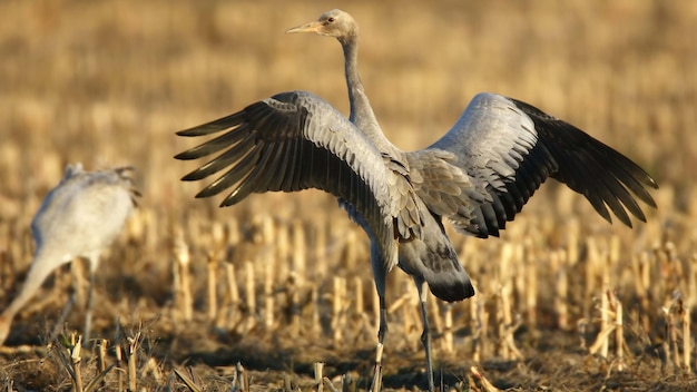 Foto frei fliegen vogel