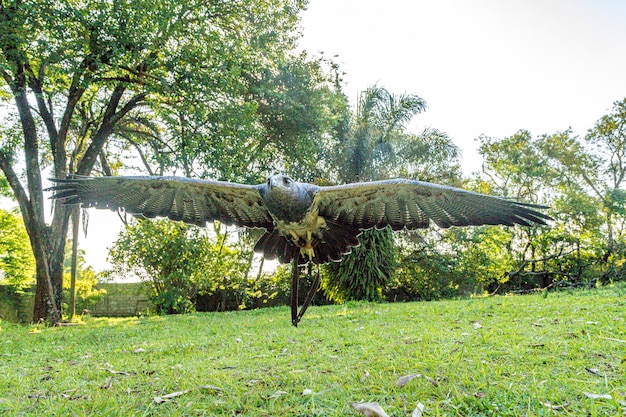 Frei fliegender Adler in der Falknereiausbildung