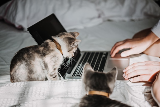 Freiberufliche Arbeit von zu Hause aus Katzenspiel mit Laptop Kleines Kätzchen, das auf den Laptop schaut, während es weiblich ist