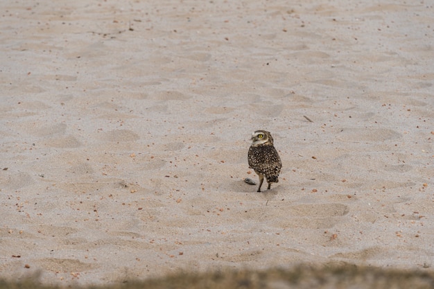 Freie Eule in der Natur beobachten auf dem Sand der Lagune in Rio das Ostras in Rio de Janeiro.