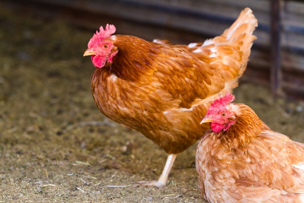 Freie Hühnerhaltung auf Bio-Bauernhof.