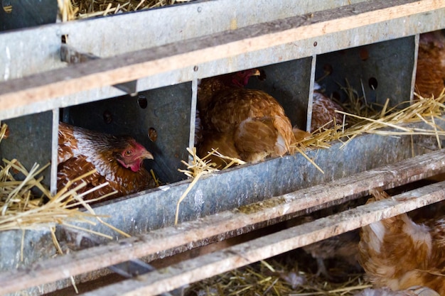 Freie Hühnerhaltung auf Bio-Bauernhof.
