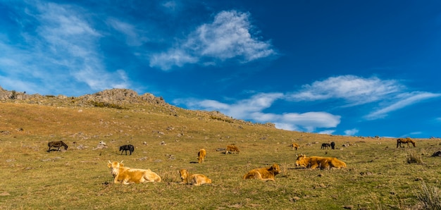 Freie Kühe oben auf dem Berg Adarra in Guipuzcoa. Baskenland