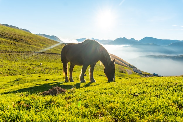 Freie Pferde bei Sonnenaufgang auf dem Mount Larrau, im Hintergrund ein Meer aus Nüssen. Im Wald oder Dschungel von Irati, Pyrenäen-Atlantiques von Frankreich