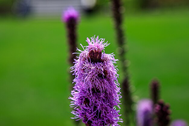 freie Schmetterlinge unter den Blumen im Stadtgarten an einem warmen sonnigen Sommertag