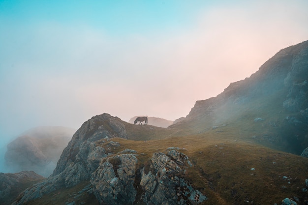 Freies Pferd auf der Spitze der Peñas de Aya