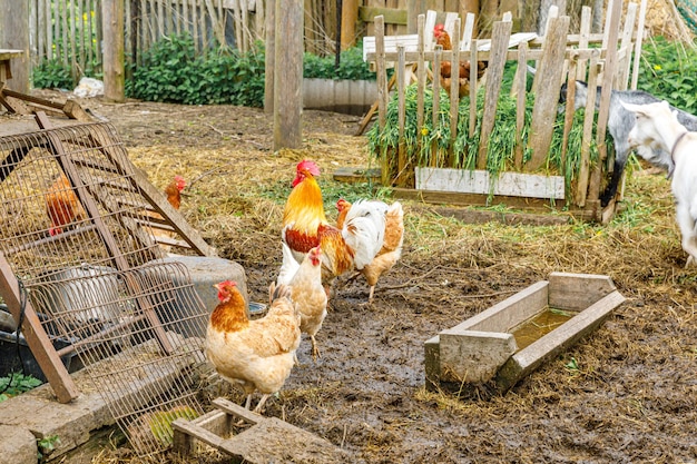 Freilandhühner auf Bio-Tierfarm, die im Hof auf Ranchhintergrund frei weiden lassen Hühnerhühner gr...