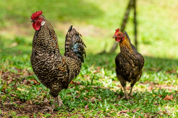 Freilandhuhn auf einer traditionellen Geflügelfarm.