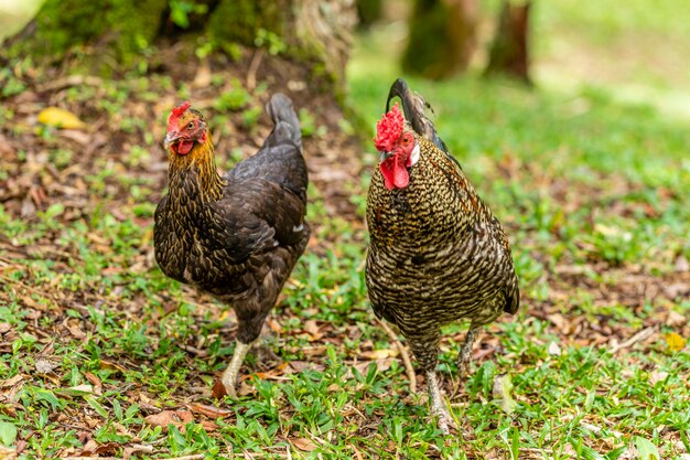 Freilandhuhn auf einer traditionellen Geflügelfarm.