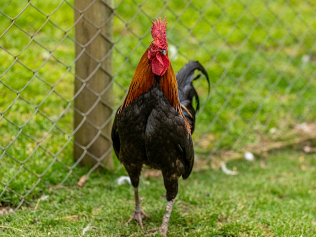 Freilandhuhn auf einer traditionellen Geflügelfarm.