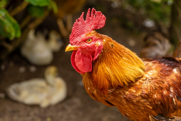 Freilandhuhn auf einer traditionellen Geflügelfarm.