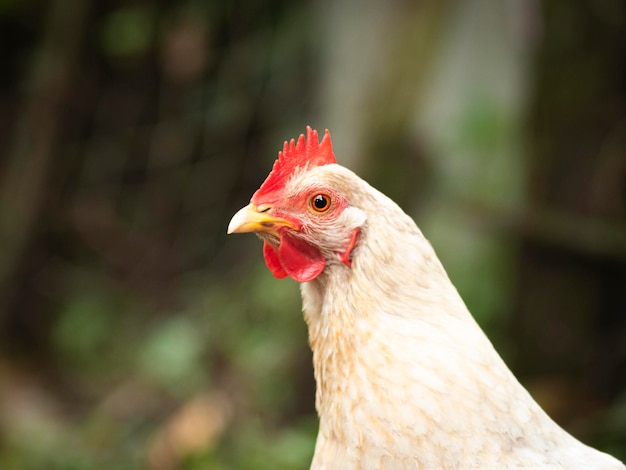 Freilandhuhn auf Gras