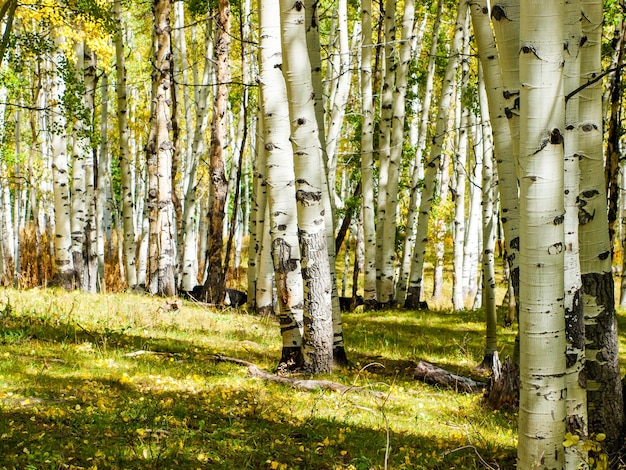 Freilandrinder im Espenwald. Colorado.