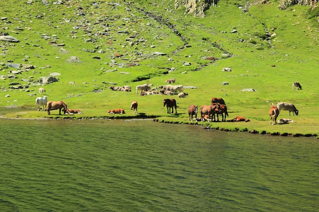 Freilaufende Pferde und Kühe im Estany del Port. 2.034 Meter über dem Meeresspiegel.