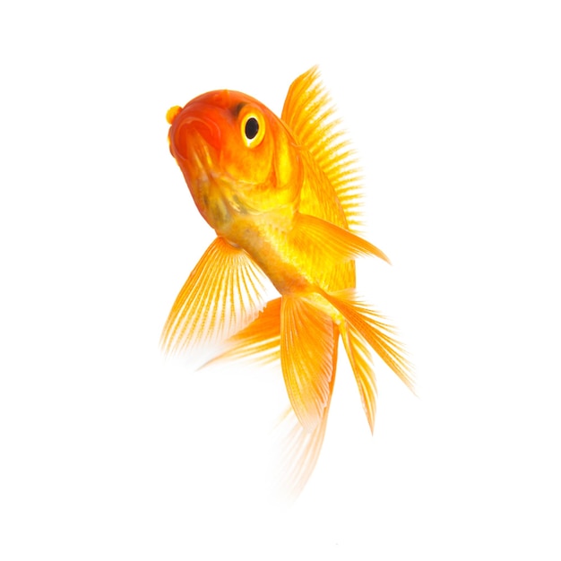 Freisteller Goldfish