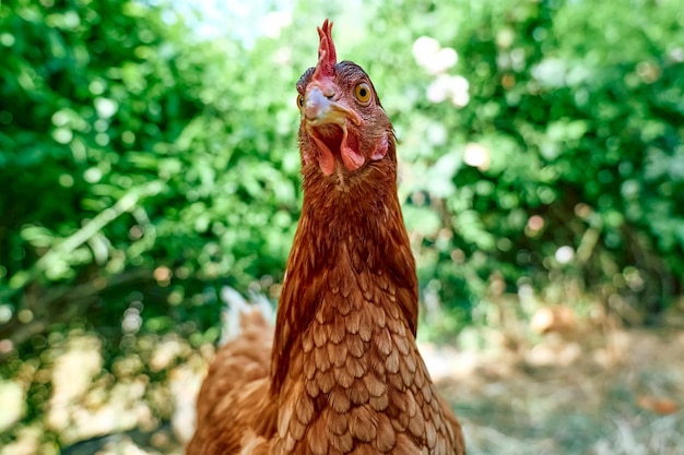 Freiweidende Haushenne in begehbarem Hühnerstall auf einem traditionellen Bio-Bauernhof mit Freilandgeflügel Erwachsene Hühner, die in einem Gehege auf dem Boden laufen