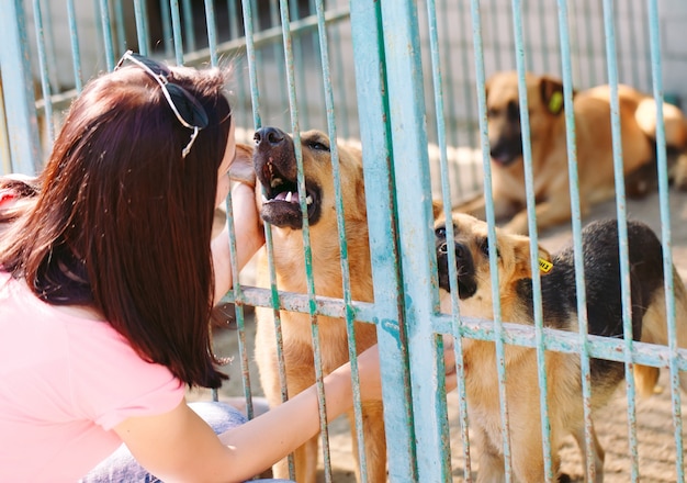 Freiwillige im Kindergarten für Hunde. Unterschlupf für streunende Hunde.