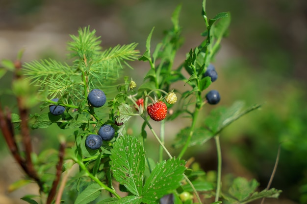 Fresa con arándanos en el bosque verde