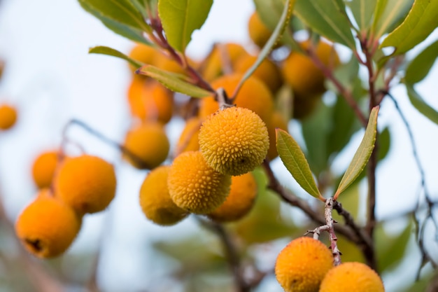 Fresa (Arbutus Unedo)