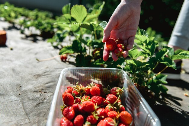 Fresa archivada en el jardín al aire libre durante la puesta del sol mujer han