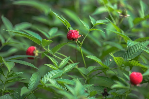 Fresa-frambuesa tibetana, baya. Roseleaf Rubus rosifolius. Cerrar sobre fondo de hojas