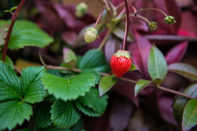 Fresa. Fresas de la baya en una rama. Las fresas crecen en una olla.