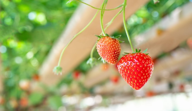 Fresa en invernadero inteligente planta vertical de granja hidropónica para el fondo Fresa cosechada de fruta fresca orgánica Campo de cultivo agricultura granja de plantas de fresa para la salud