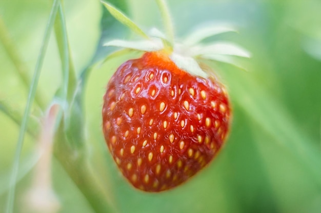 Fresa madura jugosa brillante en el jardín