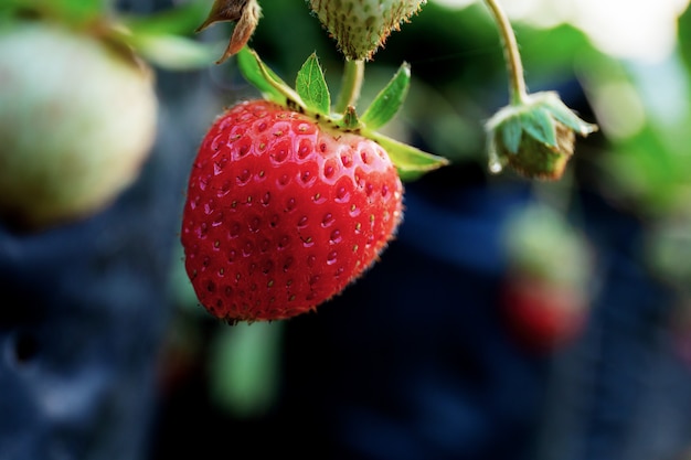 Fresa de maduras en finca.