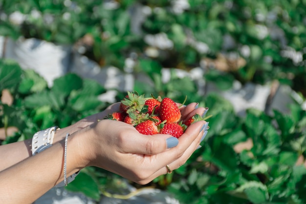 Foto fresa en la mano de un granjero de frutas.
