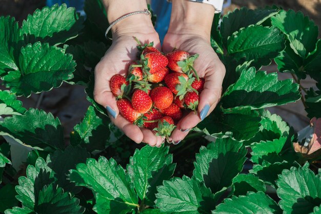 La fresa en la mano de un productor de frutas