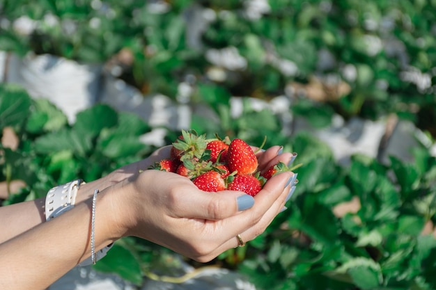 Foto la fresa en la mano de un productor de frutas