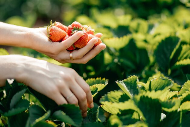 Fresa en manos de una agricultora en el jardín Enfoque selectivo Comida de verano