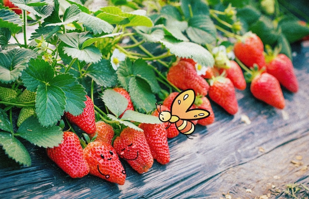 fresa y mariposa pequeña