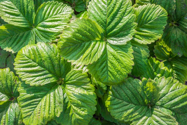 Fresa verde hojas de primer plano, fondo floral