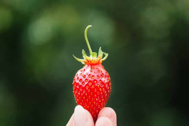 Fresas, bayas y verano, un plato con deliciosas fresas jugosas y fragantes, comida, niños y vitaminas, bebidas y batidos, mano, mujer