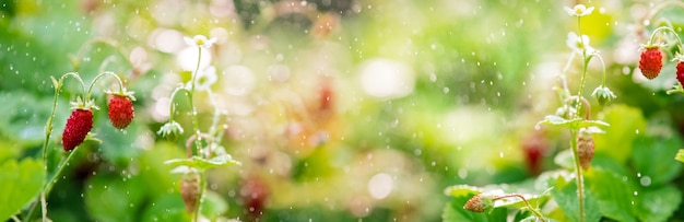 Las fresas del bosque crecen en una cama, bokeh de pequeñas salpicaduras de agua, banner