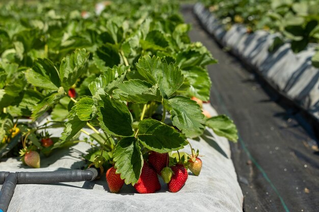fresas en una cama de jardín con riego por goteo