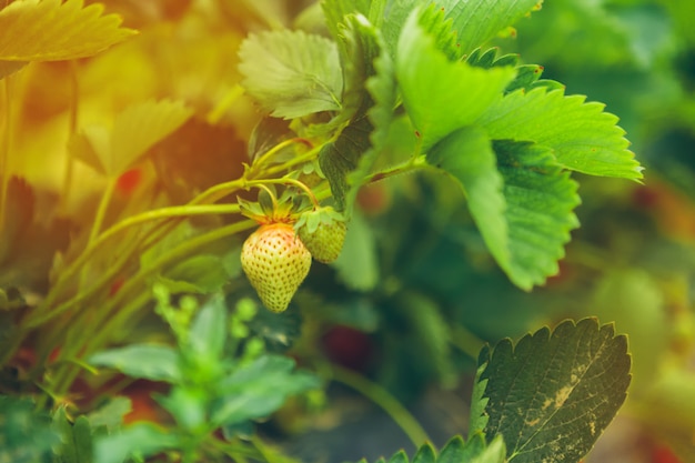 Fresas en campo de fresas en una granja