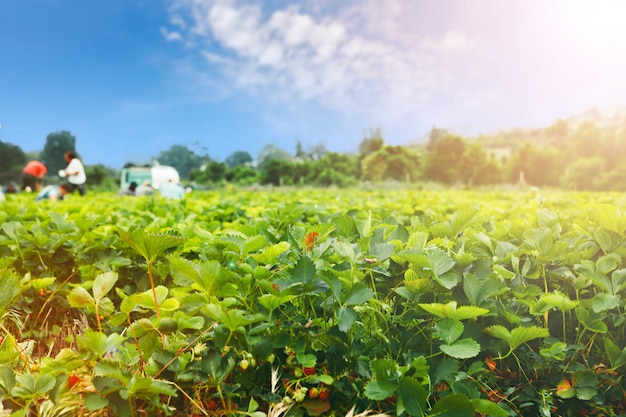 Fresas en campo de fresas en una granja