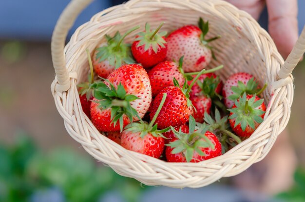 Fresas en canasta