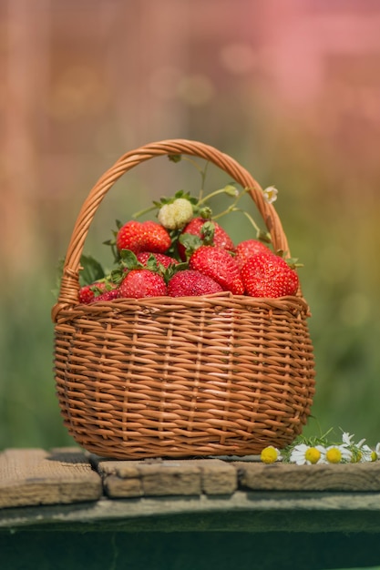 Fresas en una cesta Cosecha de fresas