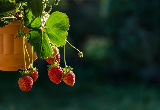 Fresas colgando de una planta con el fondo verde