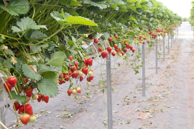 Las fresas crecen y cuelgan en camas altas en un invernadero Cosecha roja