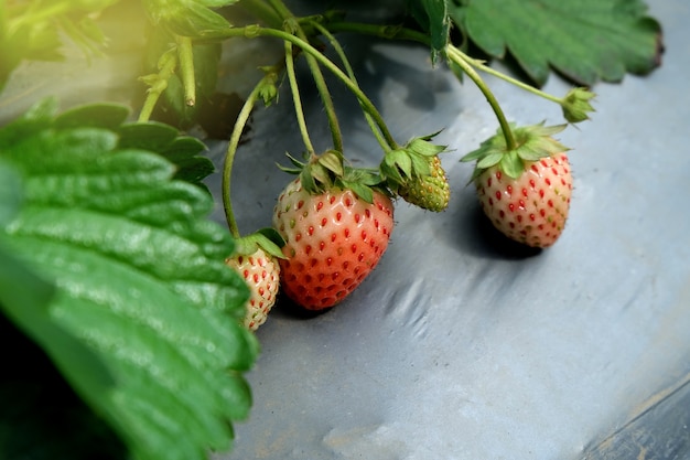 Fresas crecidas en el sistema de irrigación superior de la tabla.