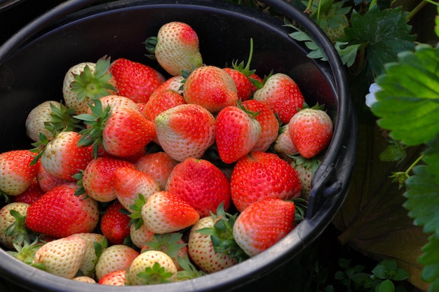 Fresas en un cubo recogido de jardín